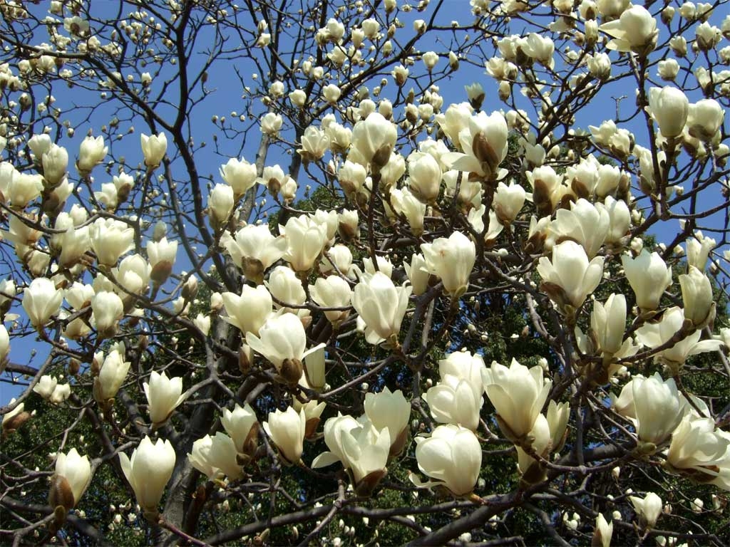 英語で覚える植物名 植物の英語名を知るブログ 樹木 草花 ハーブ 野菜 果物 ガーデニング