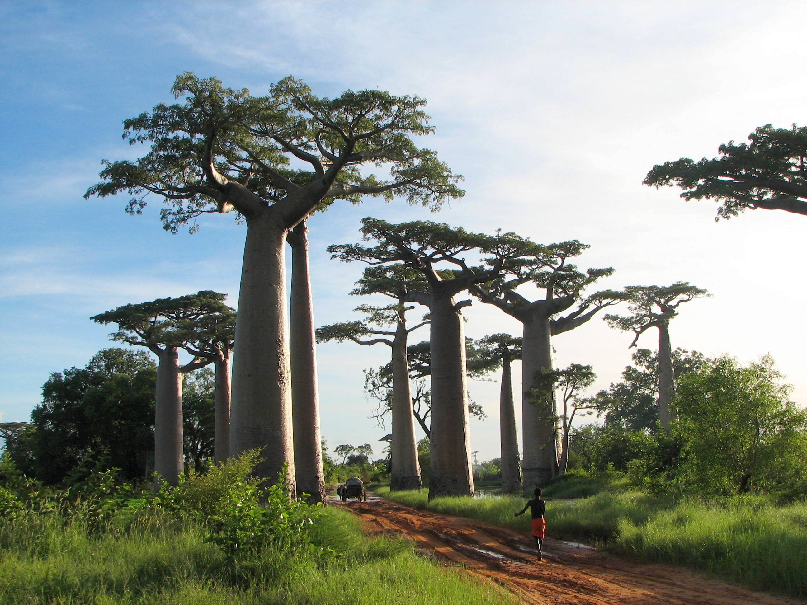 バオバブ Baobab 英語で覚える植物名 植物の英語名を知るブログ 樹木 草花 ハーブ 野菜 果物 ガーデニング