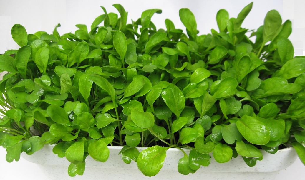 ルッコラ Rocket Salad 英語で覚える植物名 植物の英語名を知るブログ 樹木 草花 ハーブ 野菜 果物 ガーデニング